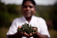 Explore the organicpepper garden